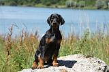 DOBERMANN 1146